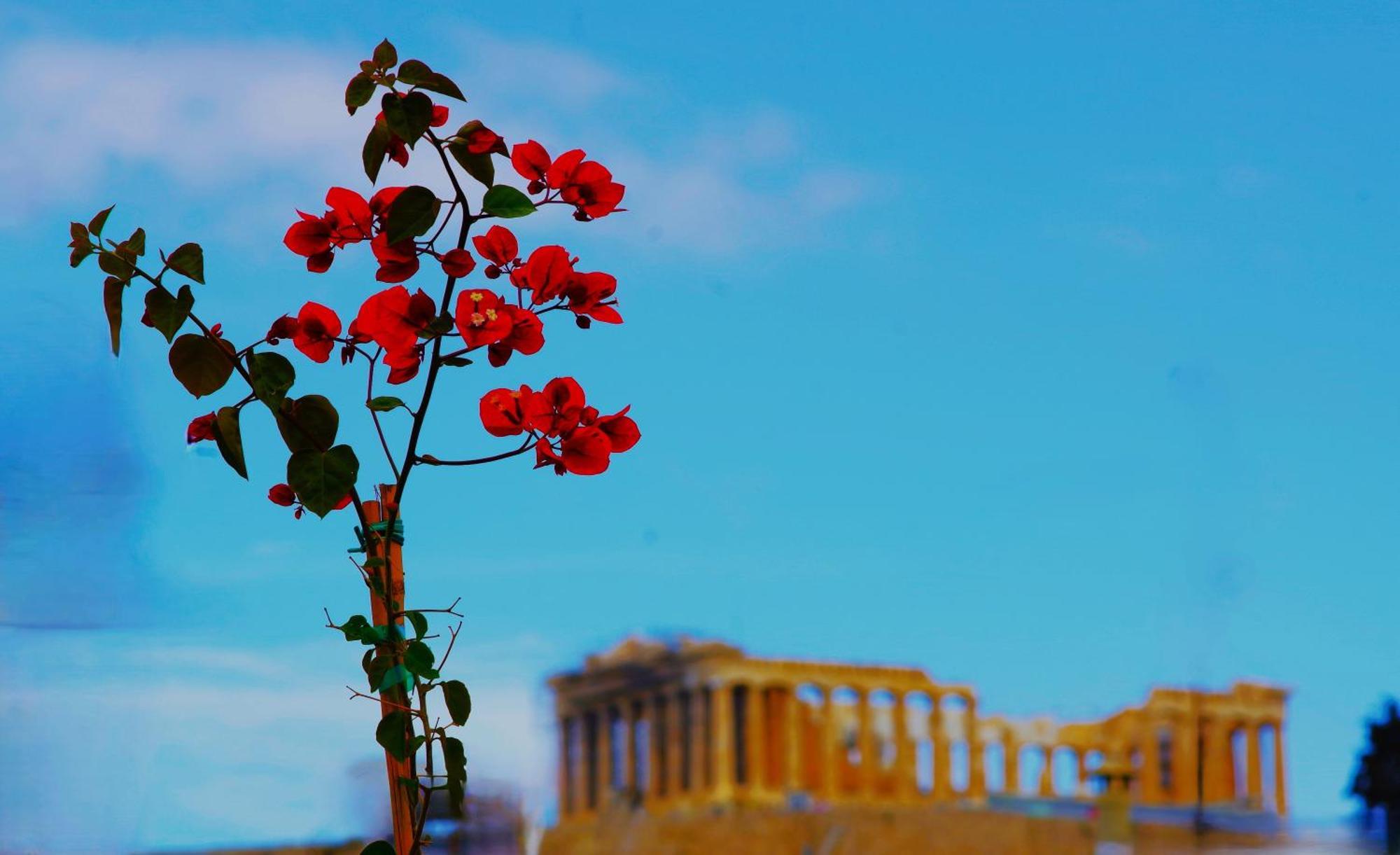 Absolute Athens Acropolis View Lejlighedshotel Eksteriør billede